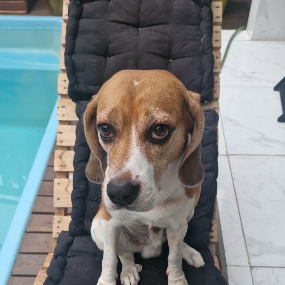 Pedro