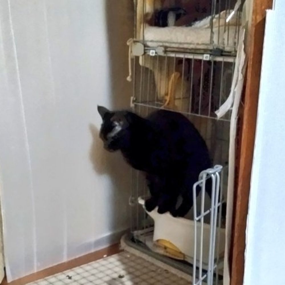 ねじれモノパンダ。はやっぱり多忙故に。