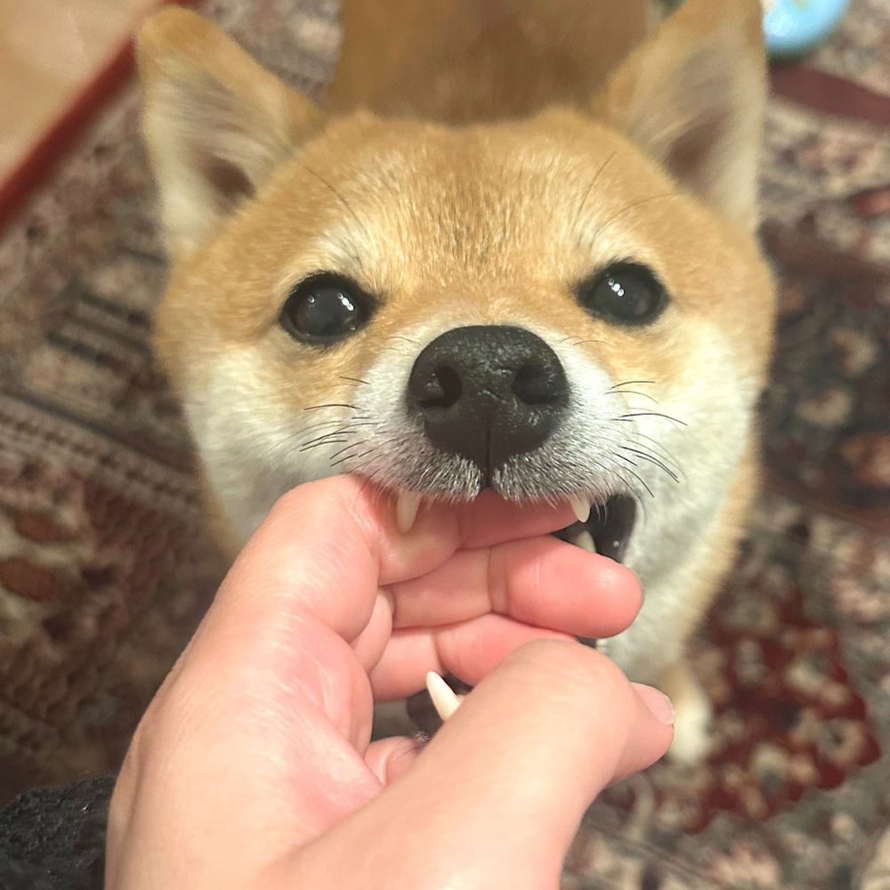 dog person