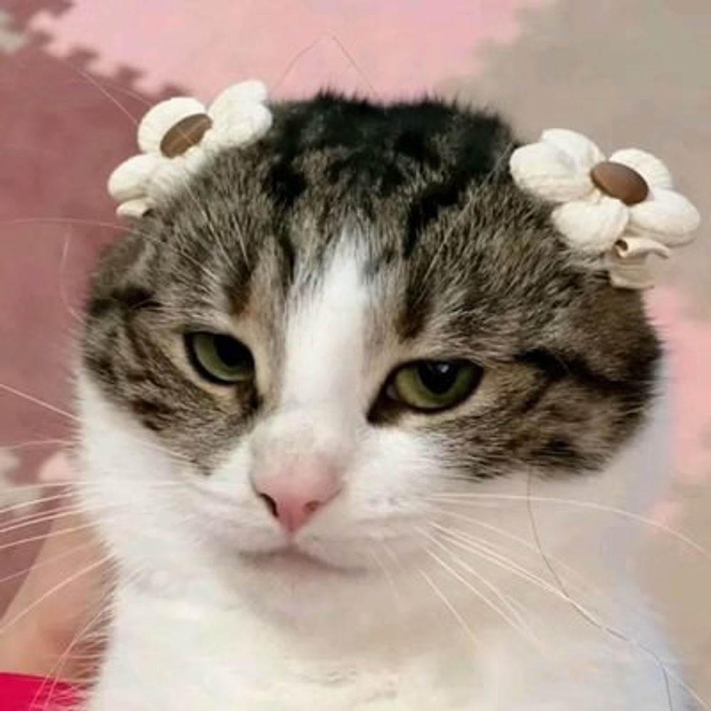 k🌸