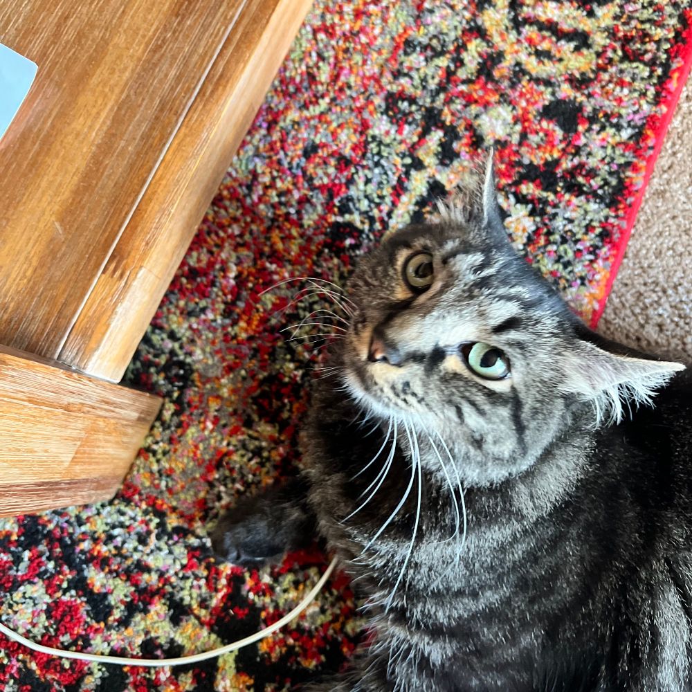 Yaşamhaktir🐾🐾