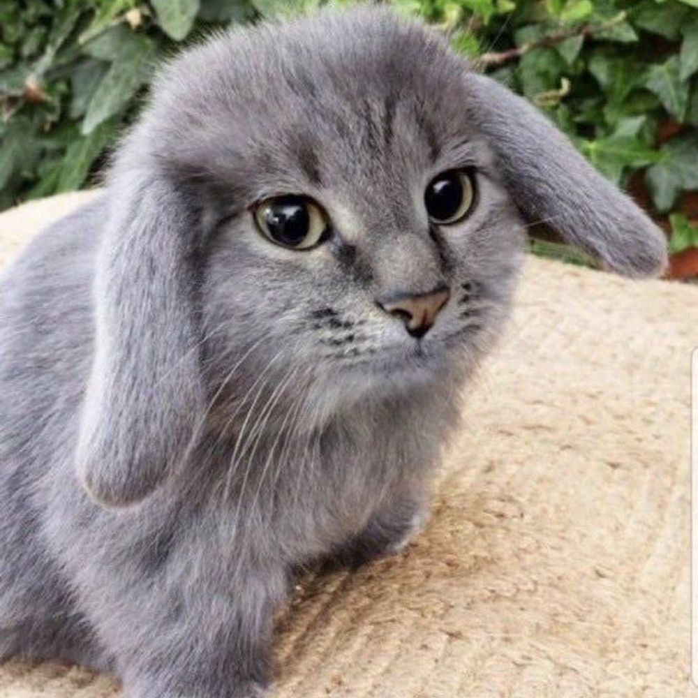 Pawlisko