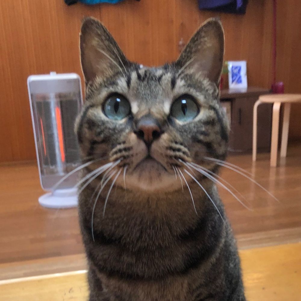 ちょこれいとう