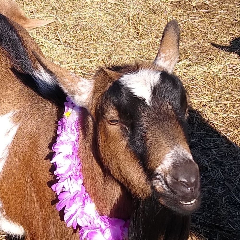 Sans Gene Goats