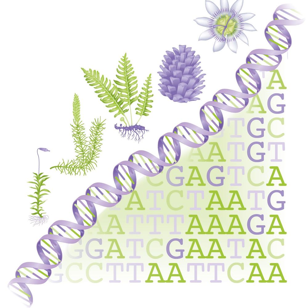Evolution of Plant Sexual Reproduction (DFG_ICIPS)