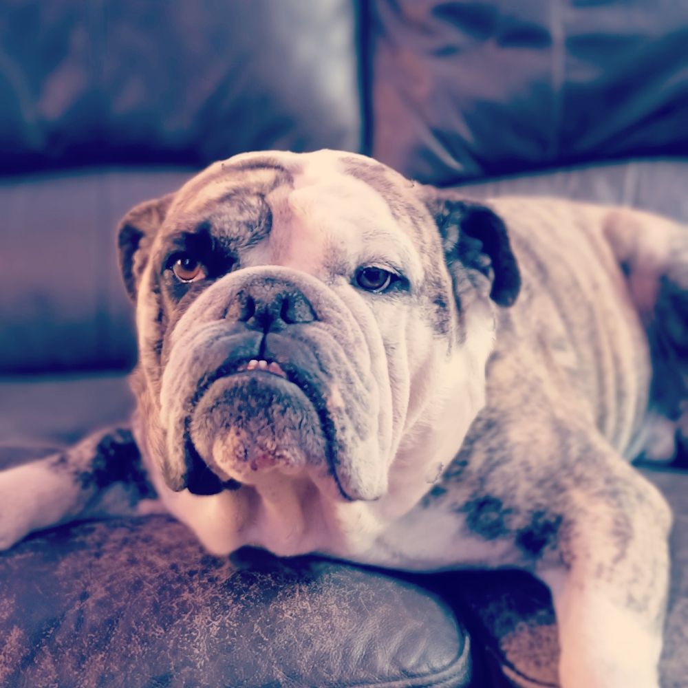 Bentley Bulldog