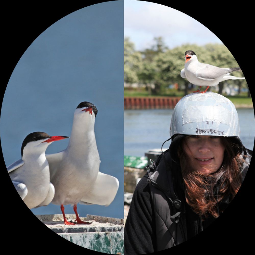 Common Tern Project