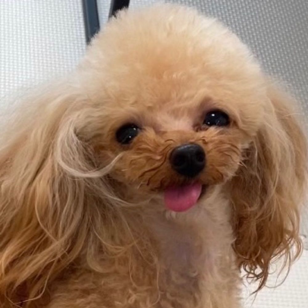 ててちゃん