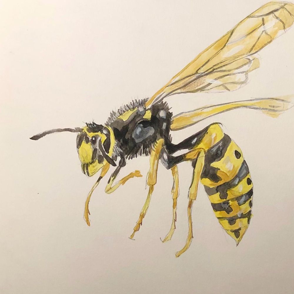 Wasp