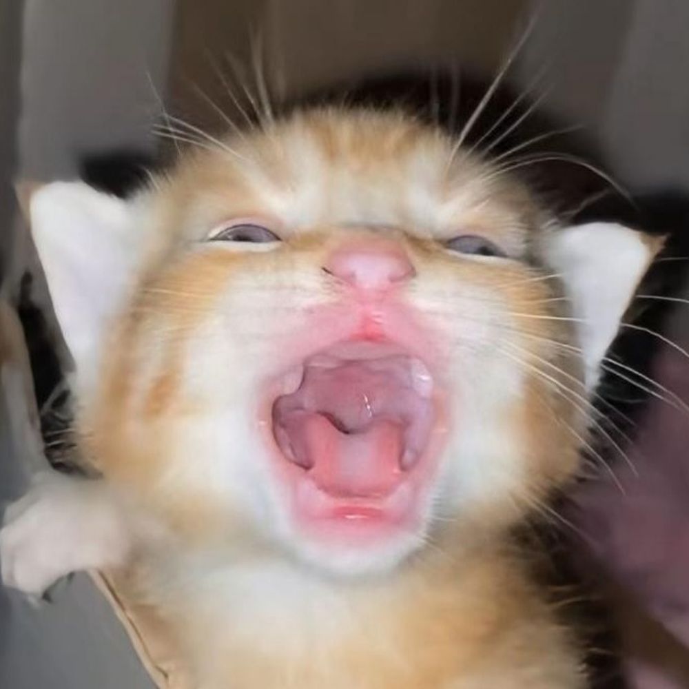 justcats