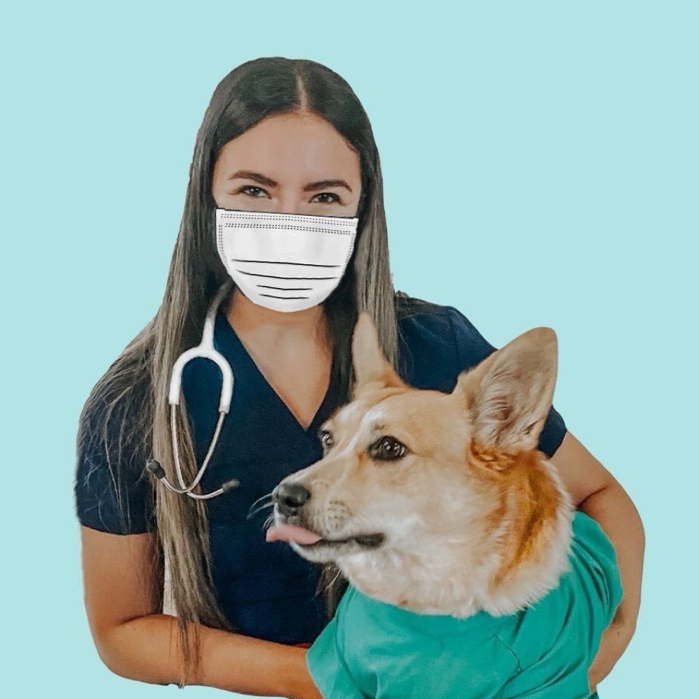 @whitecoatsandcorgis