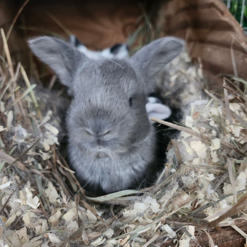 Paper Rabbits Rabbitry