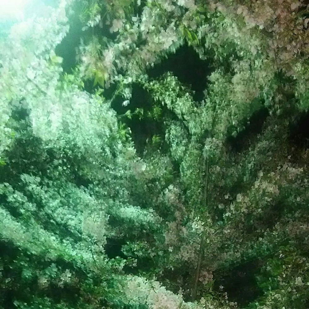 阿芽