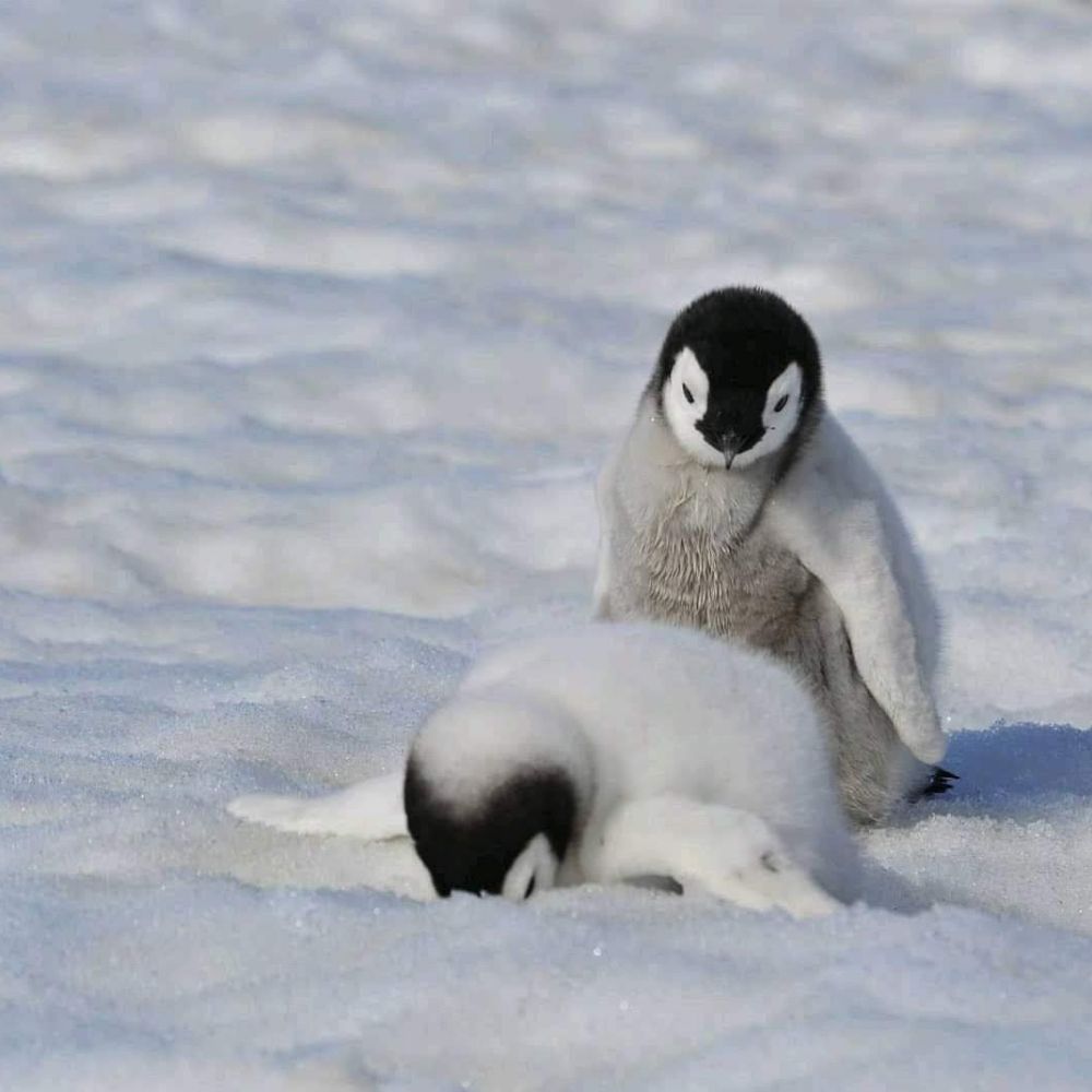 ANO | Penguin