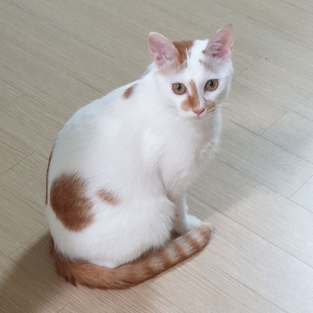 녹즙