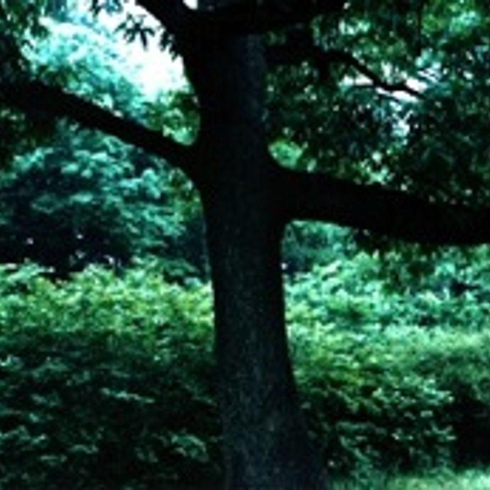 Imai Tomoki