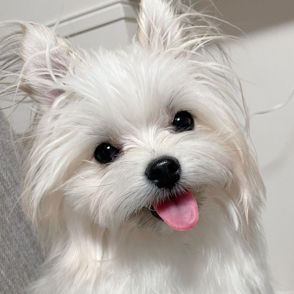 めろめろになる犬
