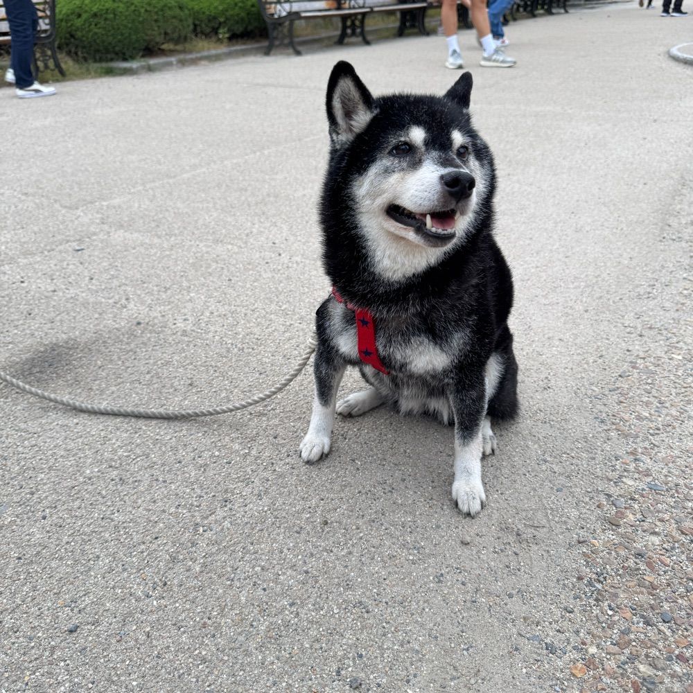 黒犬ーさん🐶🕶️