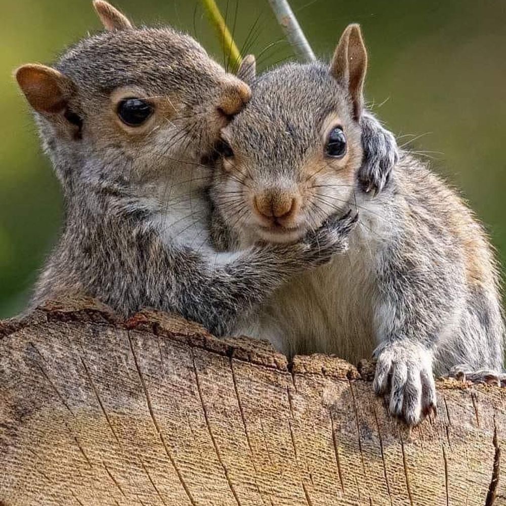 Squirrels!