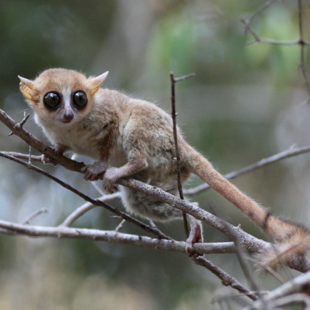 Conservation Science and Practice