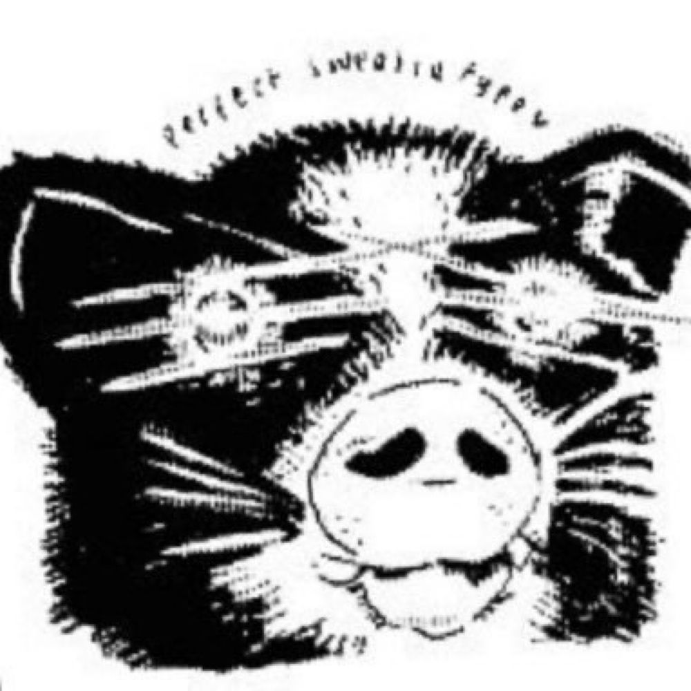 pig