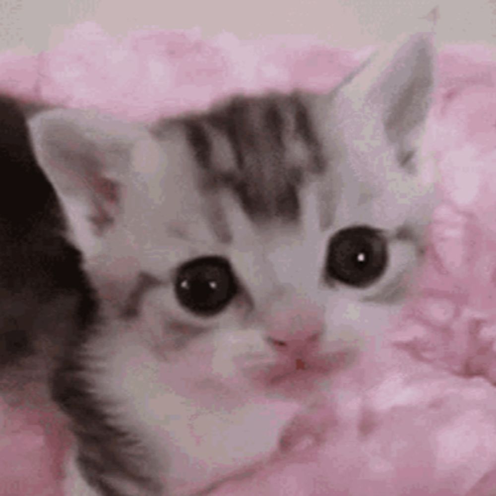 small kitten irl