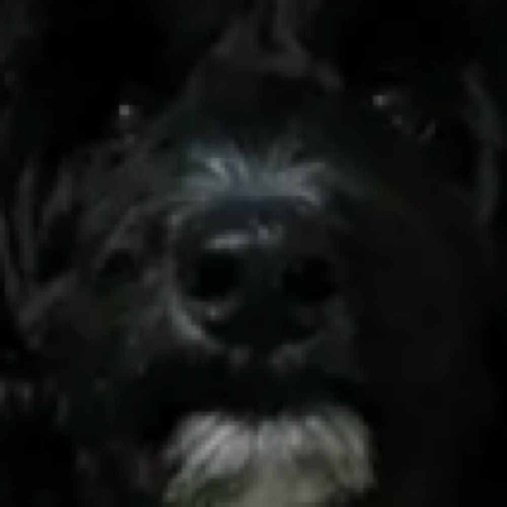 Simon (2c BLAST)