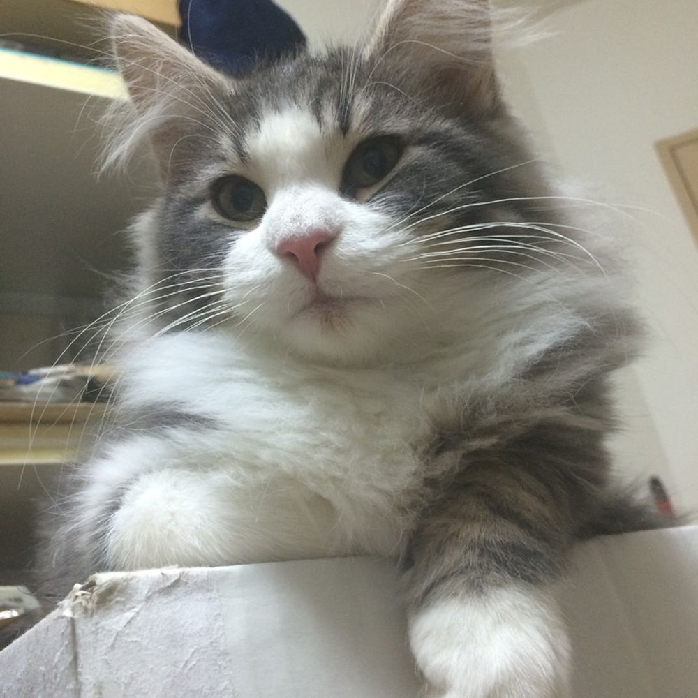 🐱藍上央理🐱