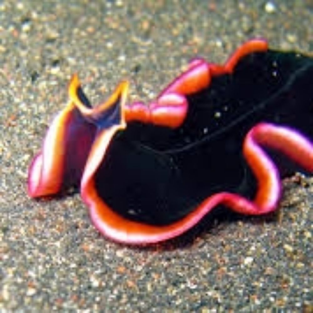 flatworm