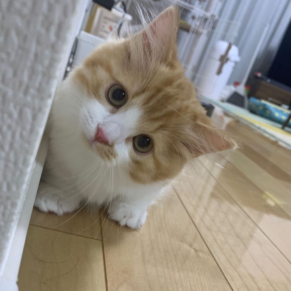 べんじゃみん