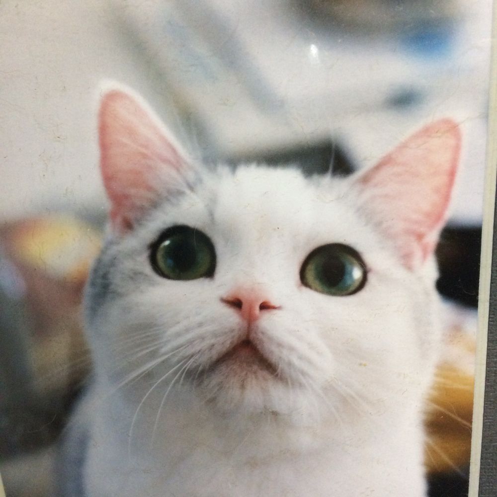 うぃじ猫
