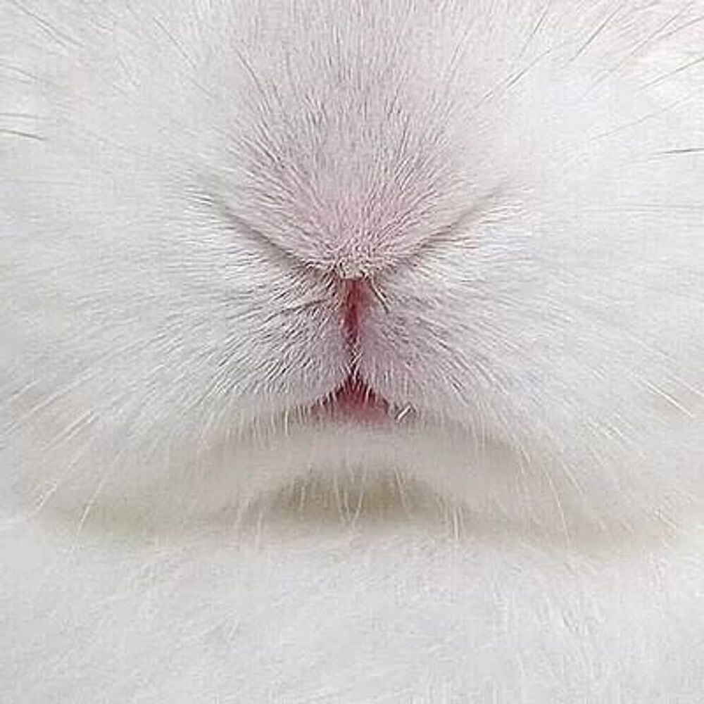 西蓮