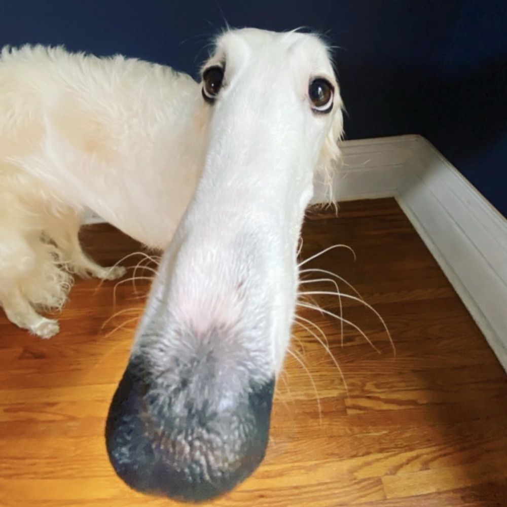 borzoi!