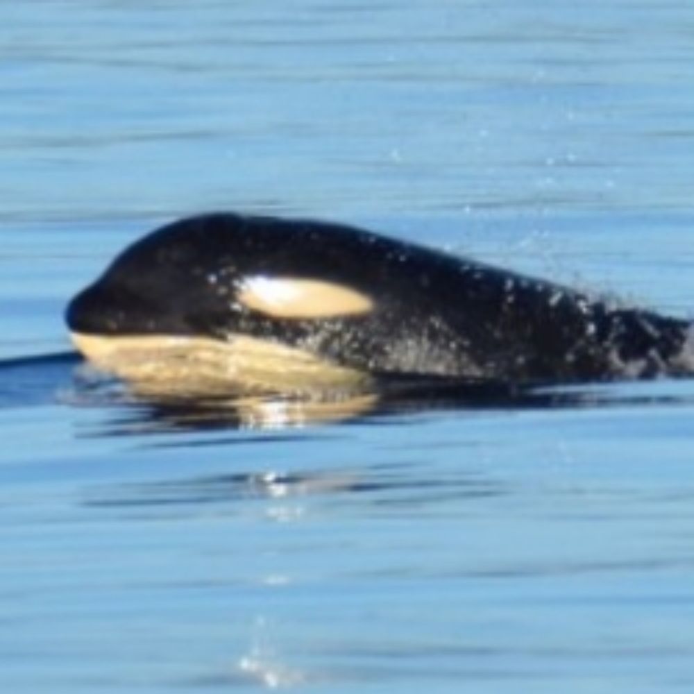 Gladis the Iberian Orca