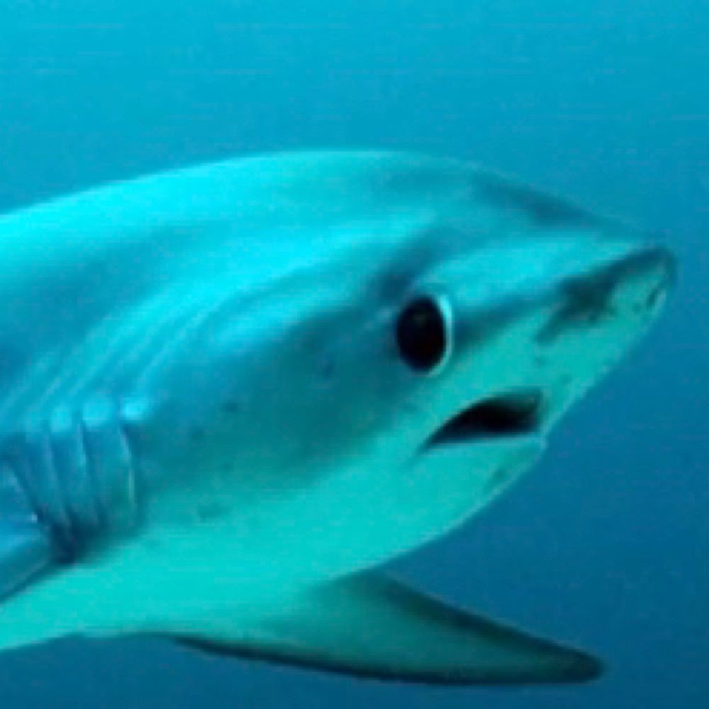 SharkDrake