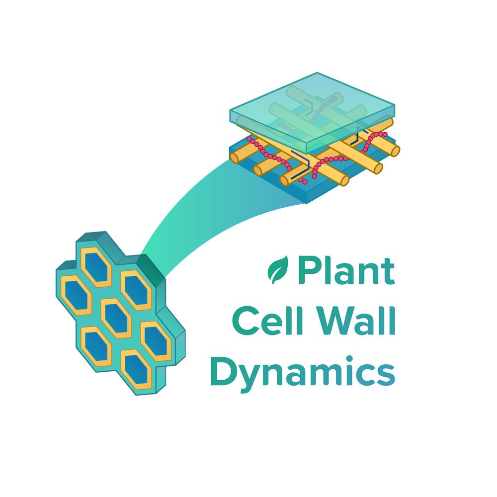 Plant Cell Wall Dynamics Lab