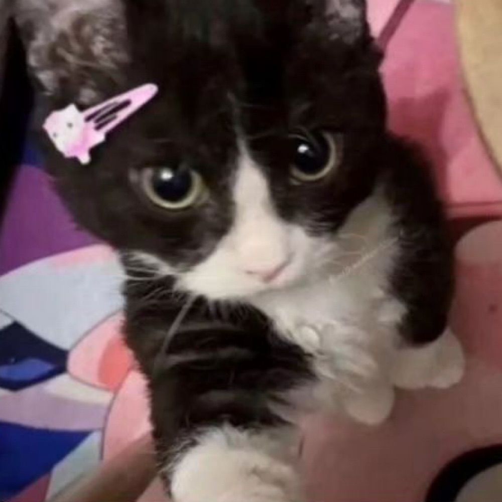 lu 
