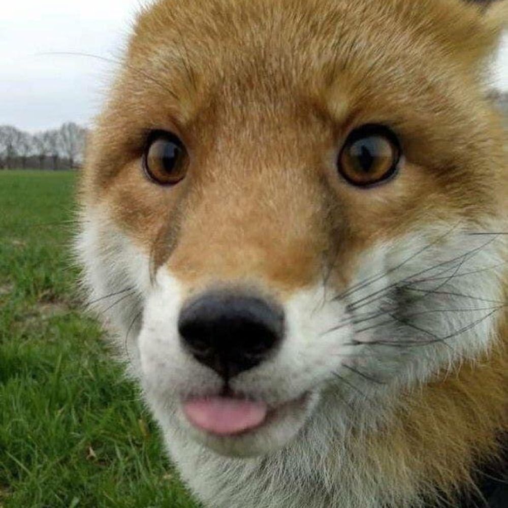 Nyoom