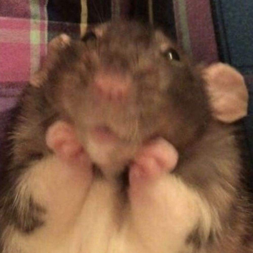 Liapyi 