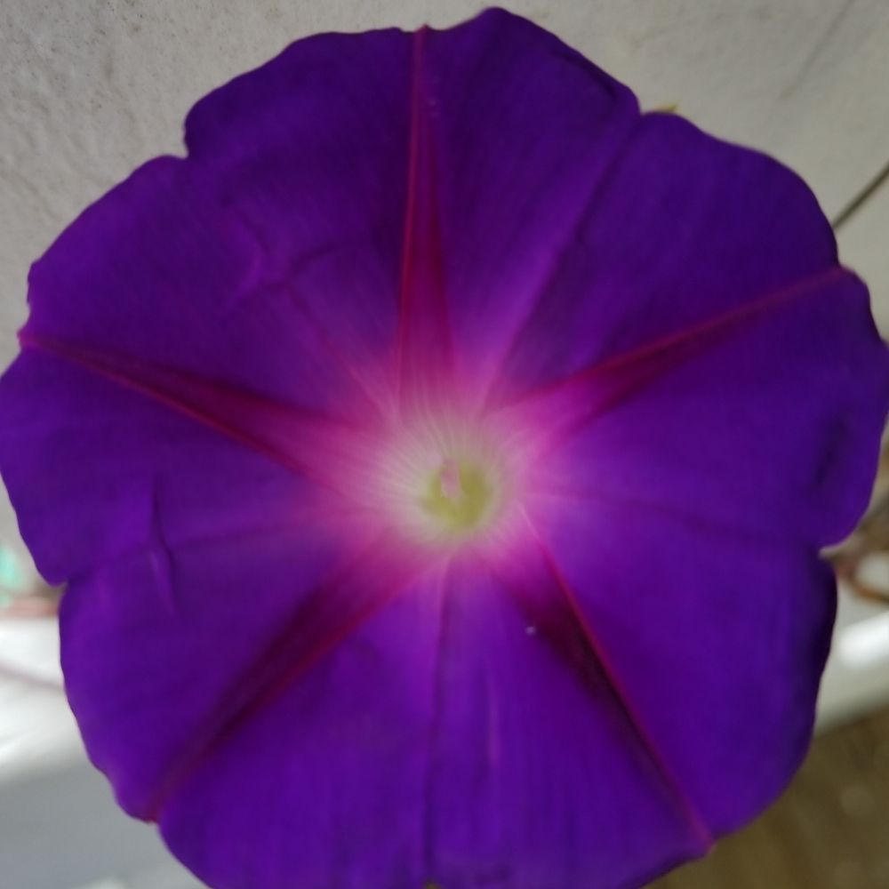 TonyaPatricia