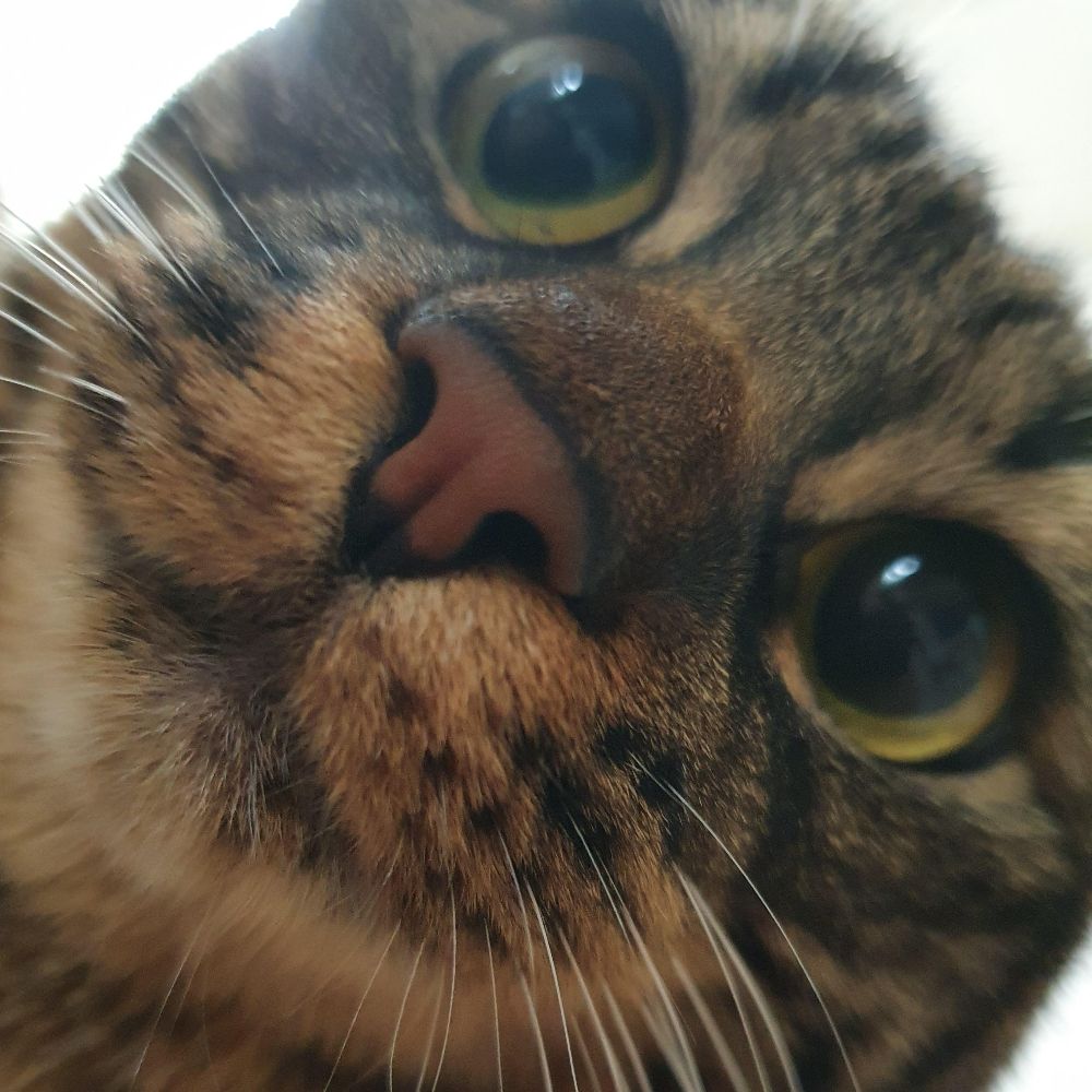 망펀