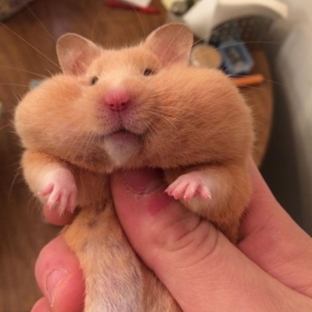 일산햄스터