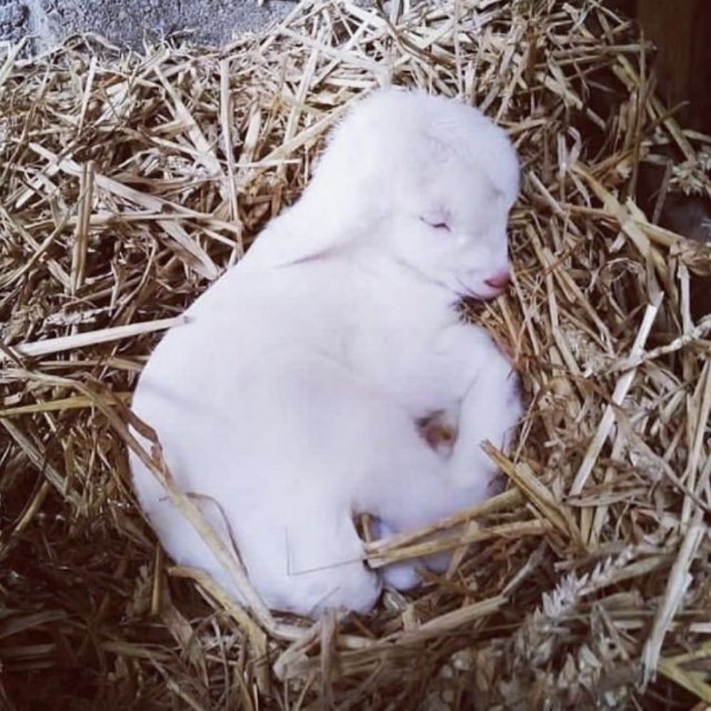 lamb/whisper