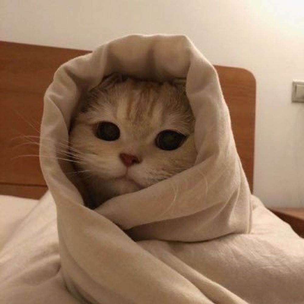 Cats with confusing auras