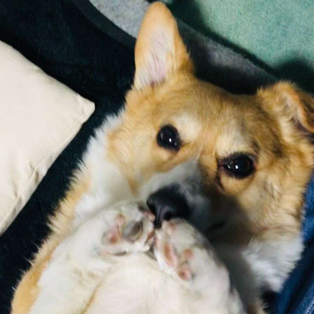 コリン