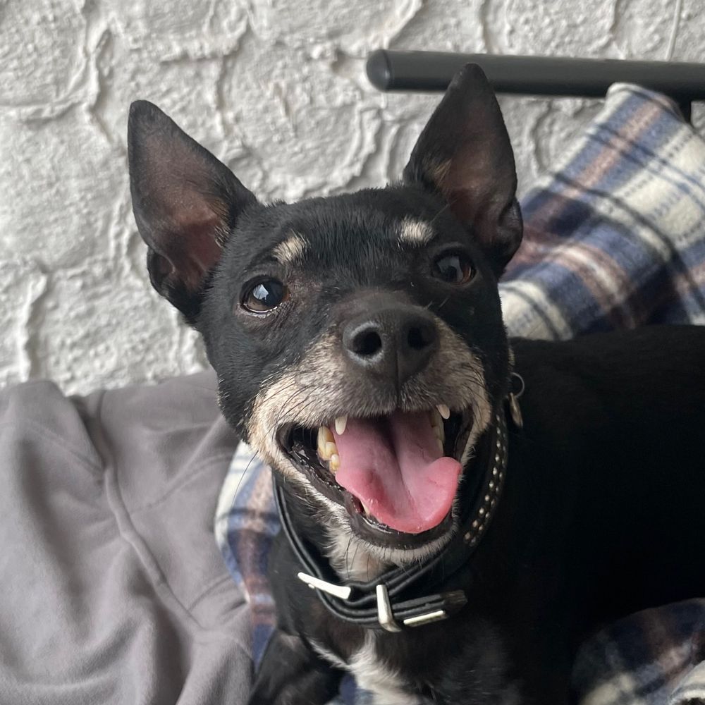 Roxi