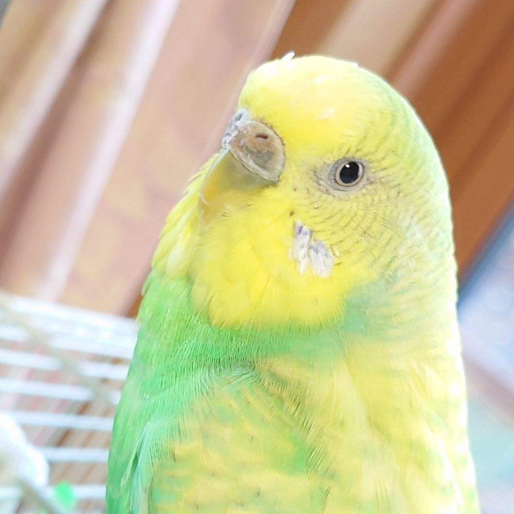 小枝