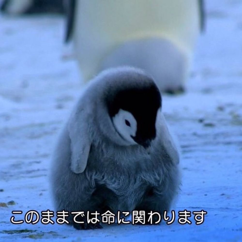 ふわカビこぐま