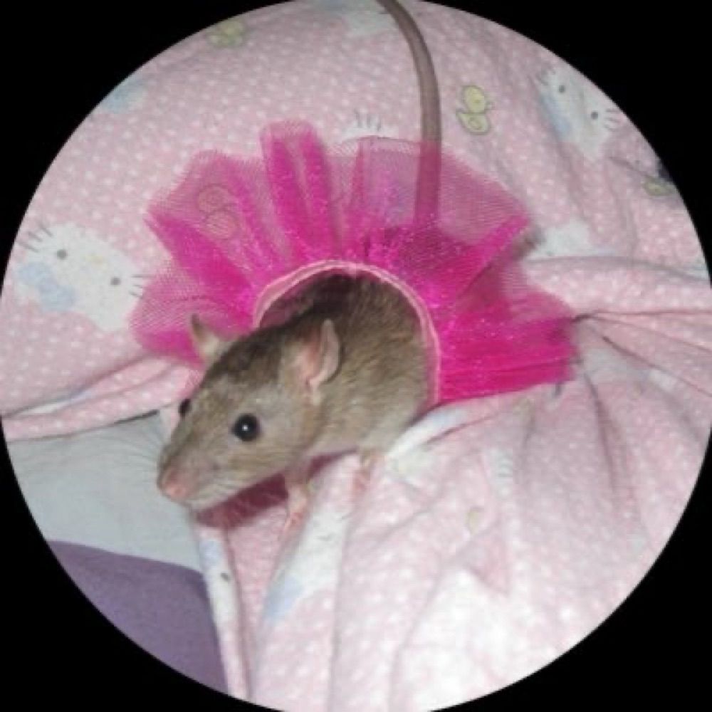 Rato de tutu