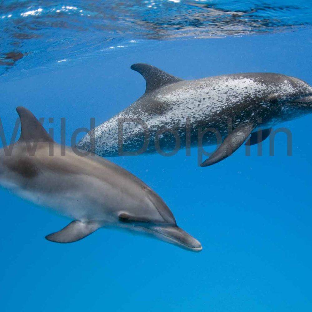 Wild Dolphin Project